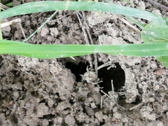 Talpa europaea