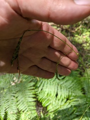 Carex sylvatica
