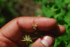 Thalictrum sparsiflorum richardsonii