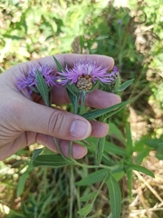 Centaurea jacea