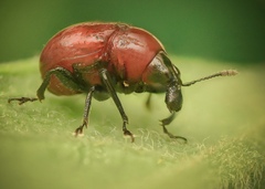 Synolabus nigripes