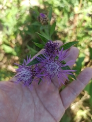 Centaurea jacea