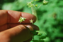 Thalictrum sparsiflorum richardsonii
