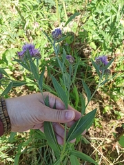 Centaurea jacea