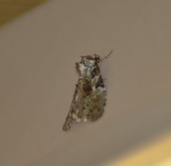 Leuconycta lepidula