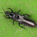 Haplothrips - Photo (c) Richard, some rights reserved (CC BY-NC)