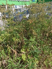 Heracleum sphondylium sibiricum