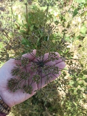 Heracleum sphondylium sibiricum