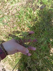 Heracleum sphondylium sibiricum