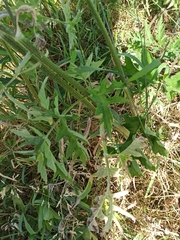 Heracleum sphondylium sibiricum