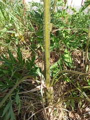 Heracleum sphondylium sibiricum
