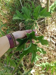Heracleum sphondylium sibiricum