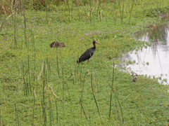 Cavia aperea anolaimae