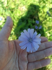 Cichorium intybus
