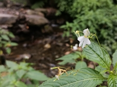 Impatiens scullyi