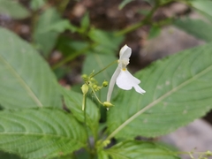 Impatiens scullyi