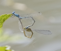 Pseudagrion microcephalum
