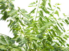 Ailanthus excelsa