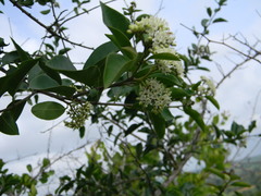 Ehretia laevis