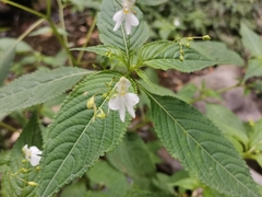 Impatiens scullyi