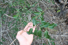 Jasminum volubile