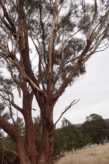 Eucalyptus pulchella