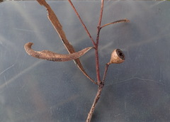Eucalyptus pulchella