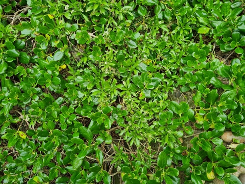 Image of Lepidium oleraceum by no rights reserved