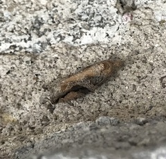 Proteoteras crescentana