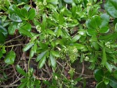 Lepidium oleraceum