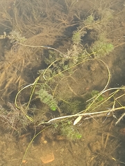 Myriophyllum verticillatum