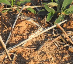 Utetheisa lotrix lotrix