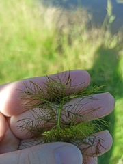 Myriophyllum verticillatum
