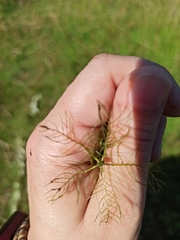 Myriophyllum verticillatum