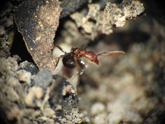 Papyrius nitidus
