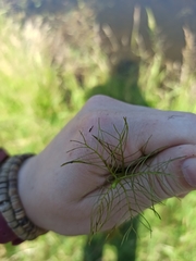 Myriophyllum verticillatum