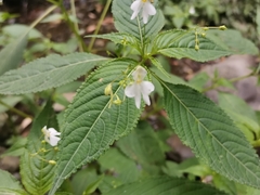 Impatiens scullyi