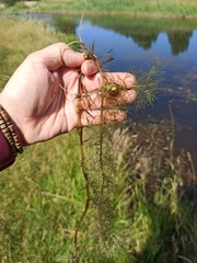 Myriophyllum verticillatum