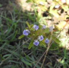 Hygrophila balsamica