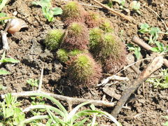 Limnophila indica