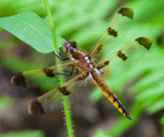 Libellula semifasciata