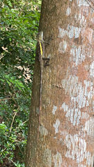 Diploderma swinhonis