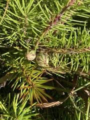 Persoonia chamaepitys