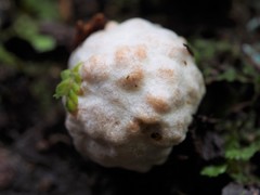 Descomyces