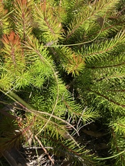 Persoonia chamaepitys