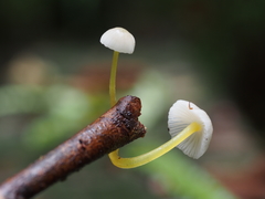 Mycena subviscosa