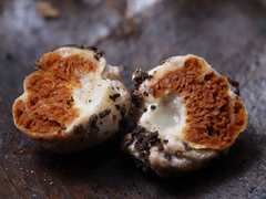 Descomyces