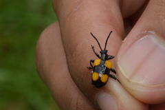 Lilioceris quadripustulata