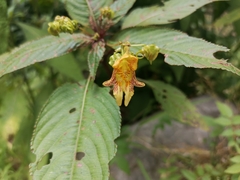 Impatiens edgeworthii