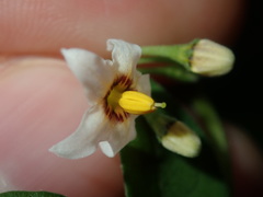 Solanum chenopodioides